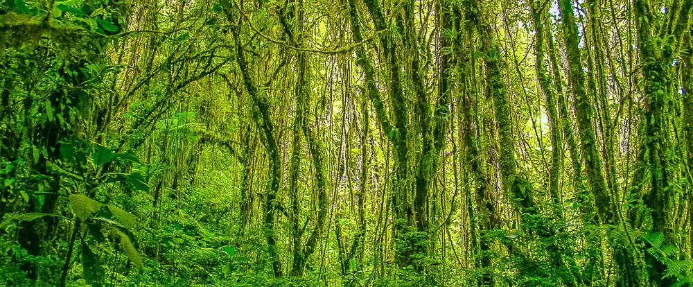 santa elena reserve monteverde front page
 - Costa Rica